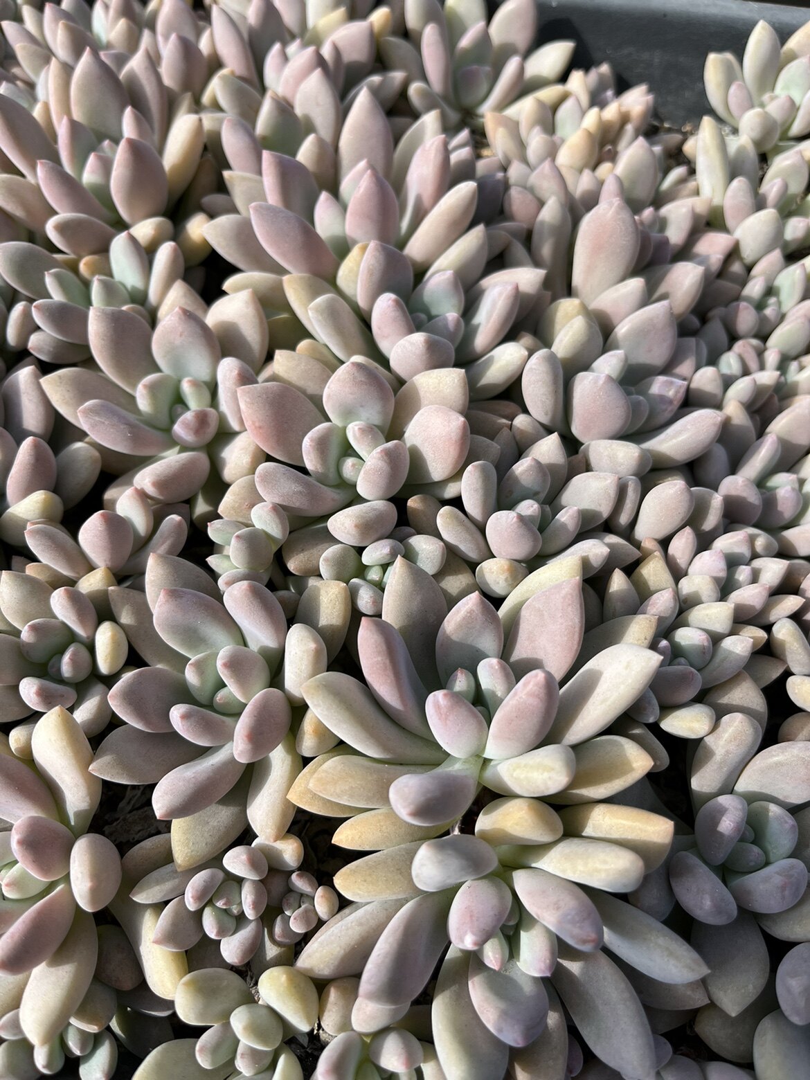 奥普琳娜大单头/双头/单头10多肉植物