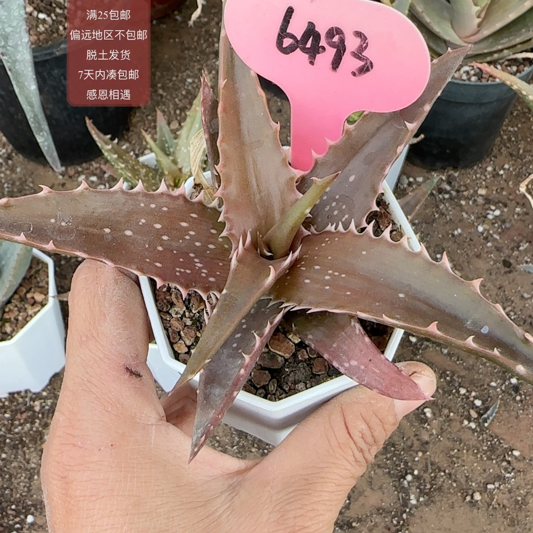 6493布塞芦荟