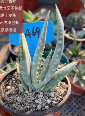69海莱芦荟