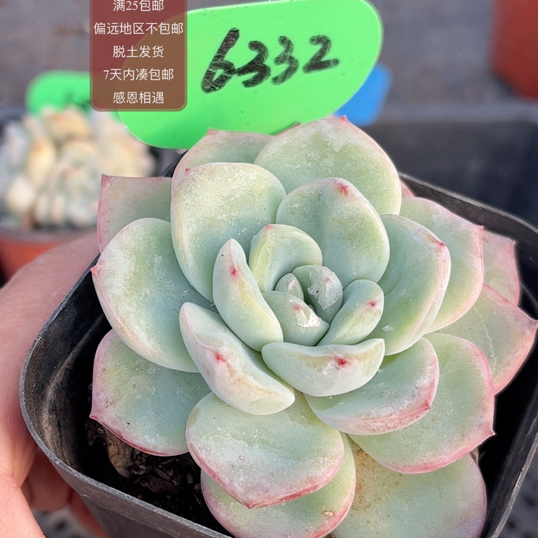 6332奶油泡芙,鲜花速递/花卉仿真/绿植园艺,多肉植物,淘宝优惠券,粉丝福利购,淘宝优惠卷