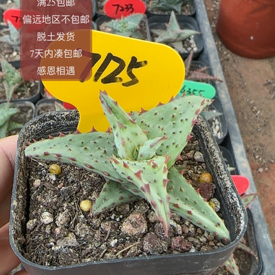 7125强刺卡萨蒂