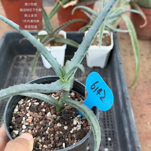 6142竹仙人芦荟
