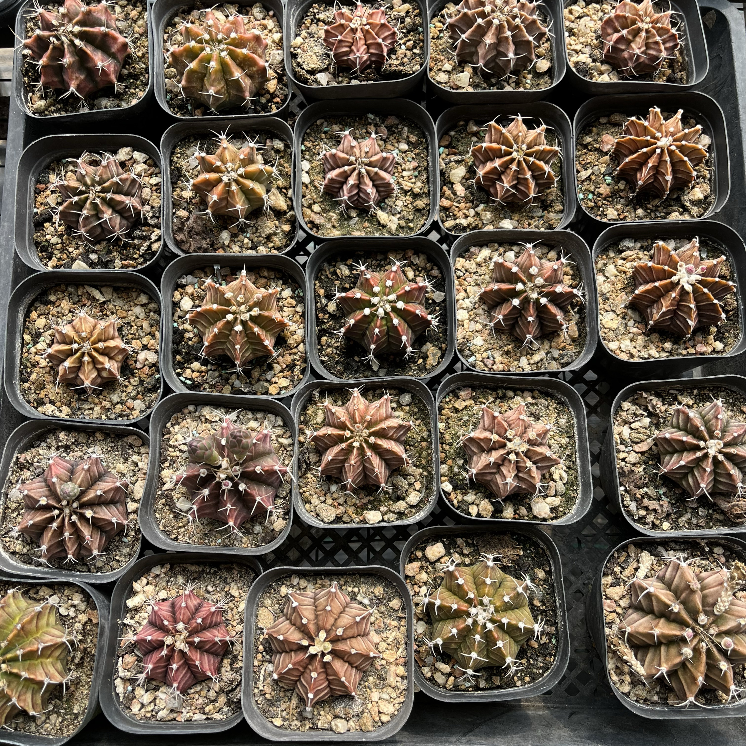 盲盒链接，多肉植物随机发，满25包邮，绿植盆栽花卉先联系