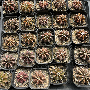 包邮 满25 绿植盆栽花卉先联系 多肉植物随机发 盲盒链接