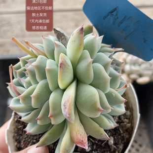 199粉水晶