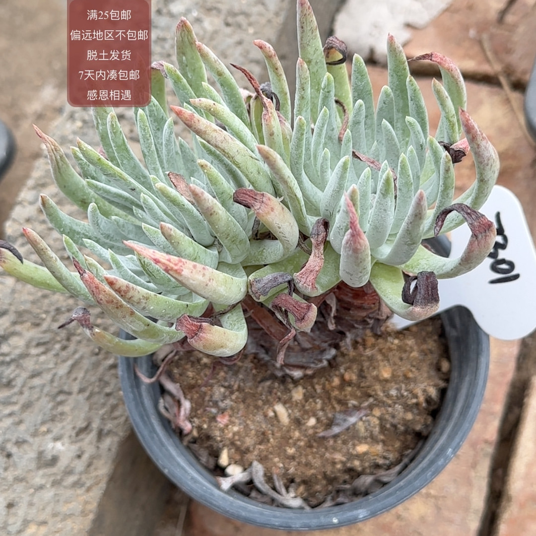 7301艾杜丽丝仙女杯多肉植物
