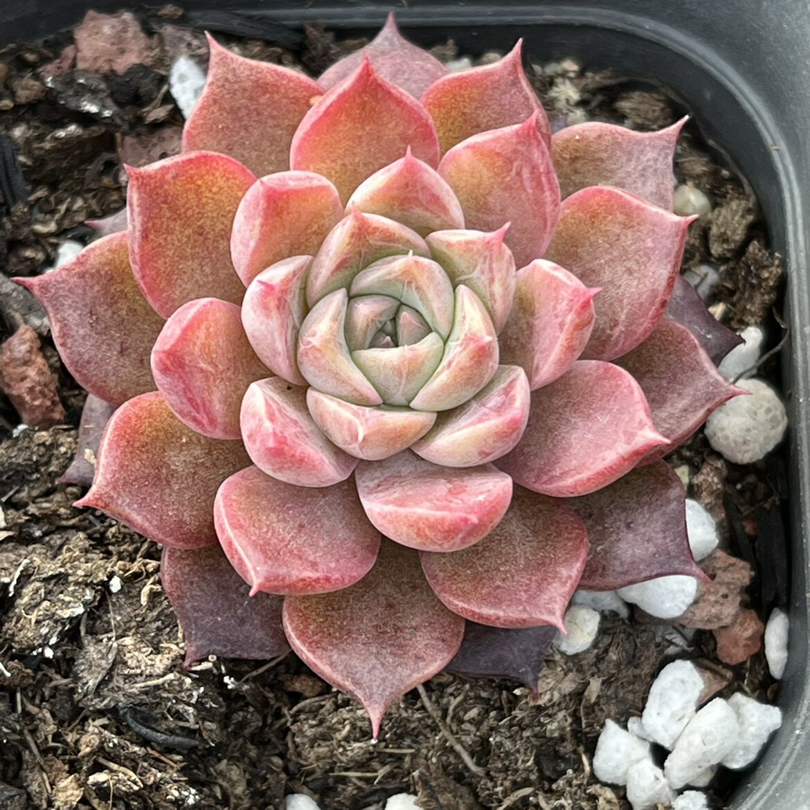 小海螺血海螺,零售打包优惠,穴盆苗6cm盆均有.花果山多肉杂交