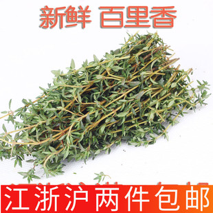 百里香新鲜250g 西餐香料 thyme 搭配鱼肉类调味 配迷迭香煎牛排