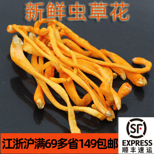 煲汤黄亮虫草花菌蘑菇