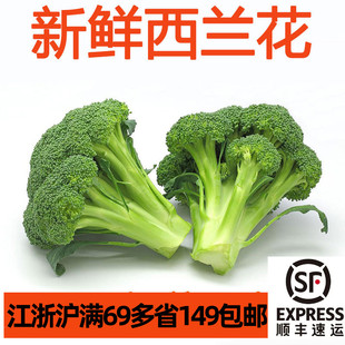 新鲜食用西兰花花椰菜Broccoli 家常蔬菜 西餐上海发货西蓝花