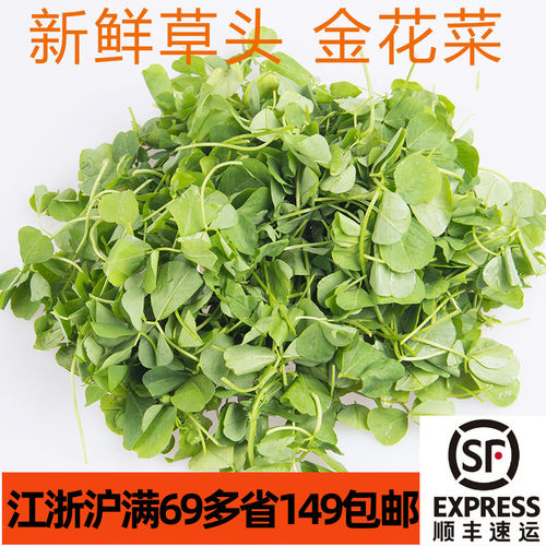 新鲜食用草头500g 金花菜  烧河豚酒香草头蔬野菜青叶菜 上海发货