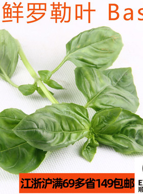 新鲜食用罗勒叶 甜罗勒 Basil九层塔 意式西餐配 菜制作青酱