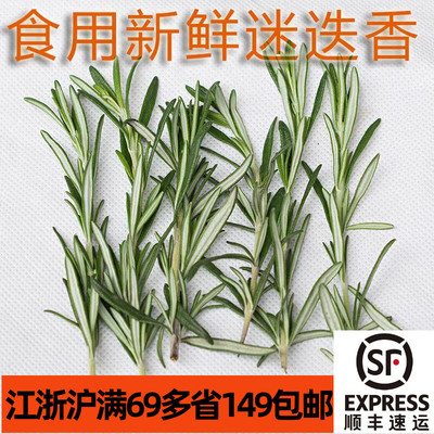 大叶迷迭香煎牛排烤肉香草鲜香料