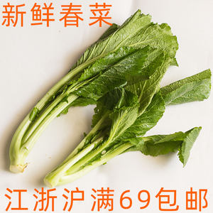 新鲜春菜500g小芥菜到上海青菜