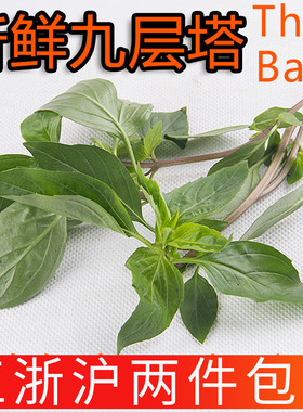 新鲜九层塔亚洲罗勒Thai Basil潮州金不换三杯鸡泰国冬阴功香料草