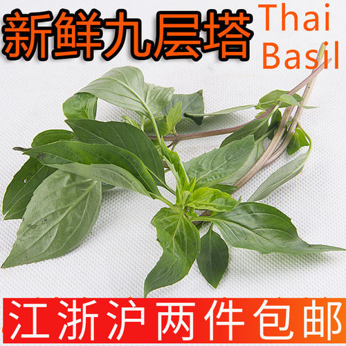 泰国香料九层塔潮州金不换