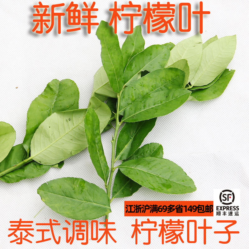 新鲜柠檬叶 青柠檬树叶 卤煮火锅泰国冬阴功汤配料 鱼生柠檬叶丝