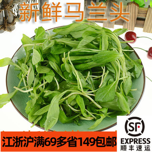 新鲜蔬菜马兰头500g 野菜青菜绿叶菜 家常食材 凉拌清炒 食用