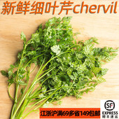 西餐法餐香草香料食材 chervil 淡茴香味 车窝草 新鲜细叶芹100g