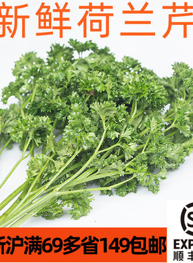 新鲜法香荷兰芹 卷叶欧芹 parsley 摆盘装饰花草 江浙沪满69包邮