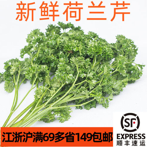 新鲜法香荷兰芹500gparsley花草