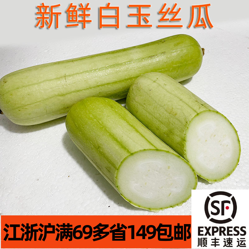 新鲜白玉丝瓜短丝瓜牛奶丝瓜秋瓜皮薄肉嫩厚实餐饮酒店蔬菜家常