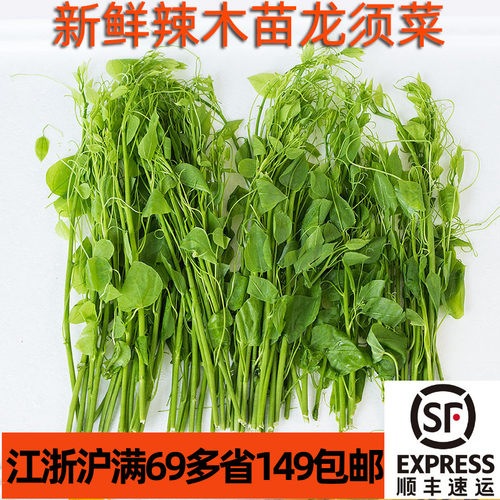 新鲜辣木苗特色蔬菜酒店菜品