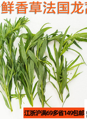 新鲜香草法国龙蒿草Tarragon香艾菊他拉根餐饮酒吧调酒法式料理