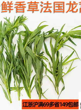 新鲜香草法国龙蒿草Tarragon