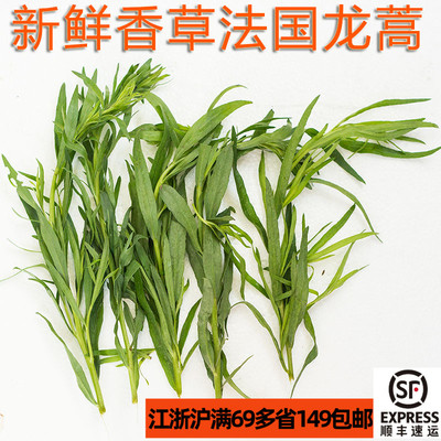 新鲜香草法国龙蒿草Tarragon