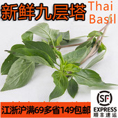 新鲜九层塔亚洲罗勒Thai Basil潮州金不换三杯鸡泰国冬阴功香料草