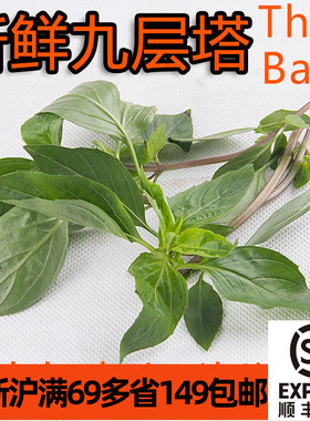 新鲜九层塔亚洲罗勒Thai Basil潮州金不换三杯鸡泰国冬阴功香料草