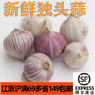 新鲜紫皮独头蒜250g 蒜头大蒜Garlic  家常食材 江浙沪满69包邮