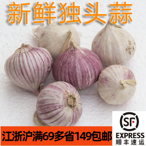 新鲜紫皮独头蒜250g 蒜头大蒜Garlic  家常食材 江浙沪满69包邮
