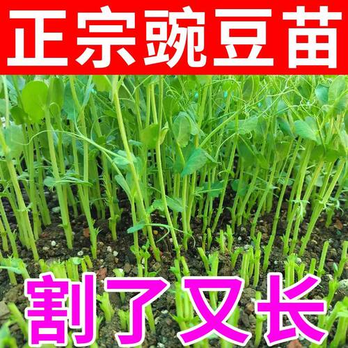 无须豌豆苗种子专吃豌豆苗尖