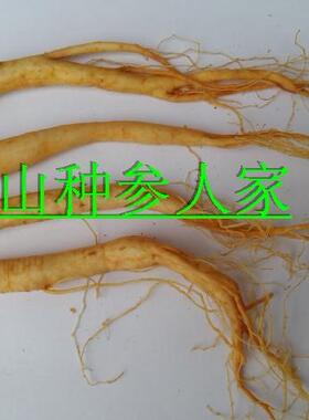 长白山人参 小保鲜参  酒瓶参 人参鸡汤专用 茶缸酒专用参