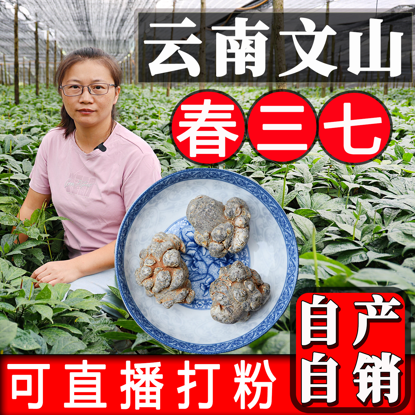 文山三七正品特级精选云南正宗 仿野生25头500g 可直播打超细粉