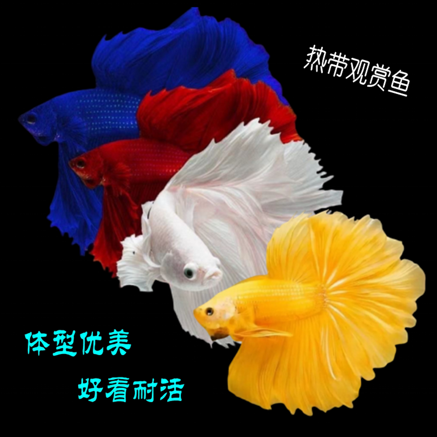 泰国斗鱼婚纱观赏鱼SSS级大号半月狮王活鱼缸小型宠物热带淡水鱼