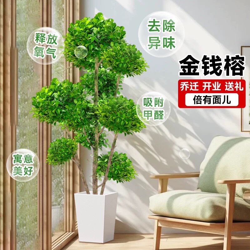 金钱榕大盆栽客厅绿植室内大型