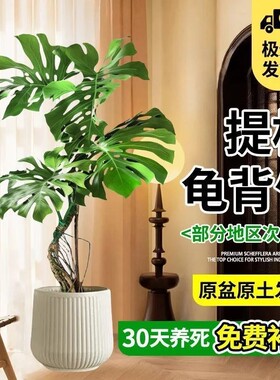龟背竹客厅大盆栽大叶开背老桩提根办公室大型绿植物室内净化空气