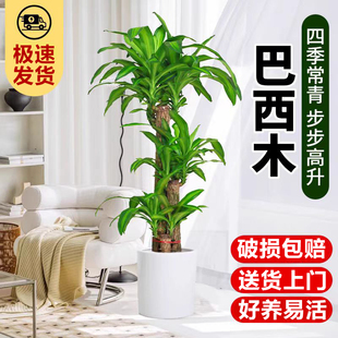 巴西木盆栽幸运木办公室内大型绿植客厅好养旺宅植物乔迁开业盆景