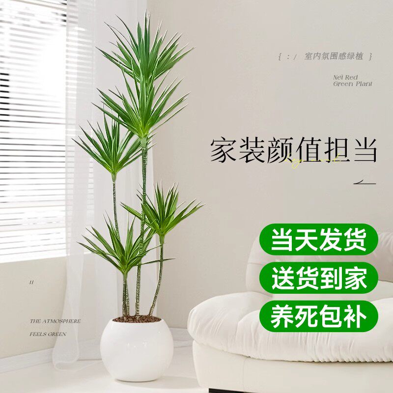 青叶千年木绿植盆栽七彩铁马尾铁