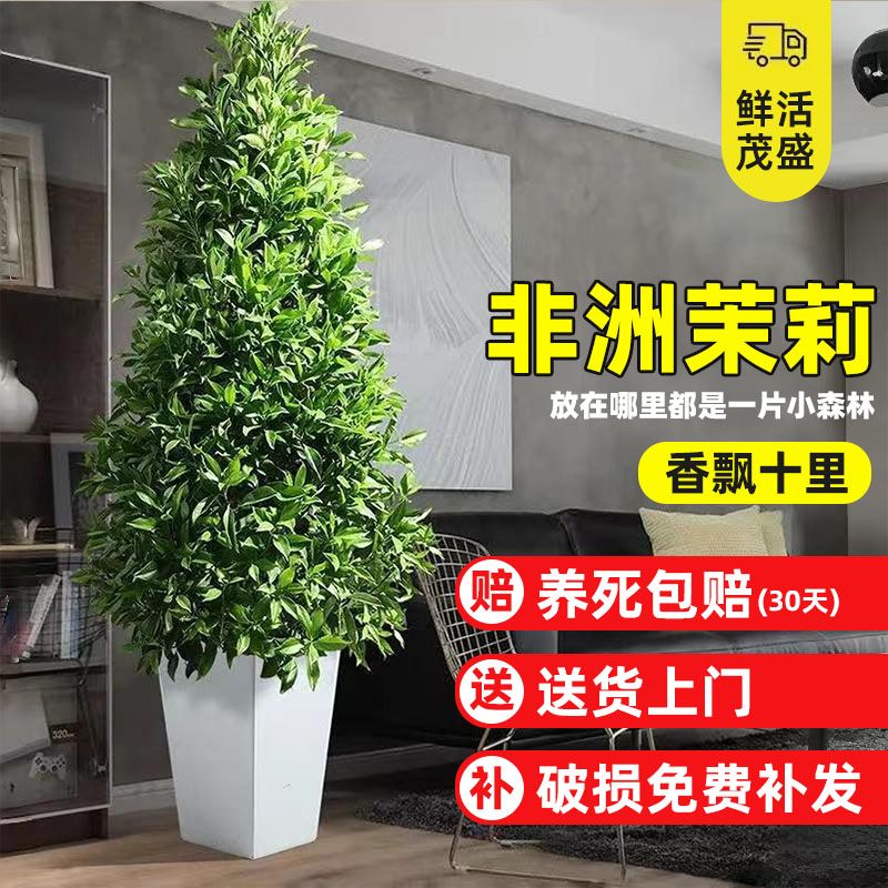 非洲茉莉花树苗室内户外庭院