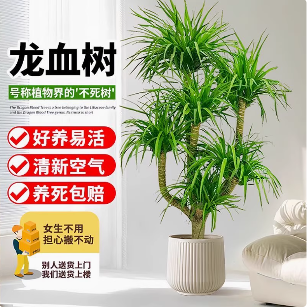 龙血树客厅绿植室内大型植物