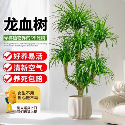 龙血树客厅绿植室内大型植物