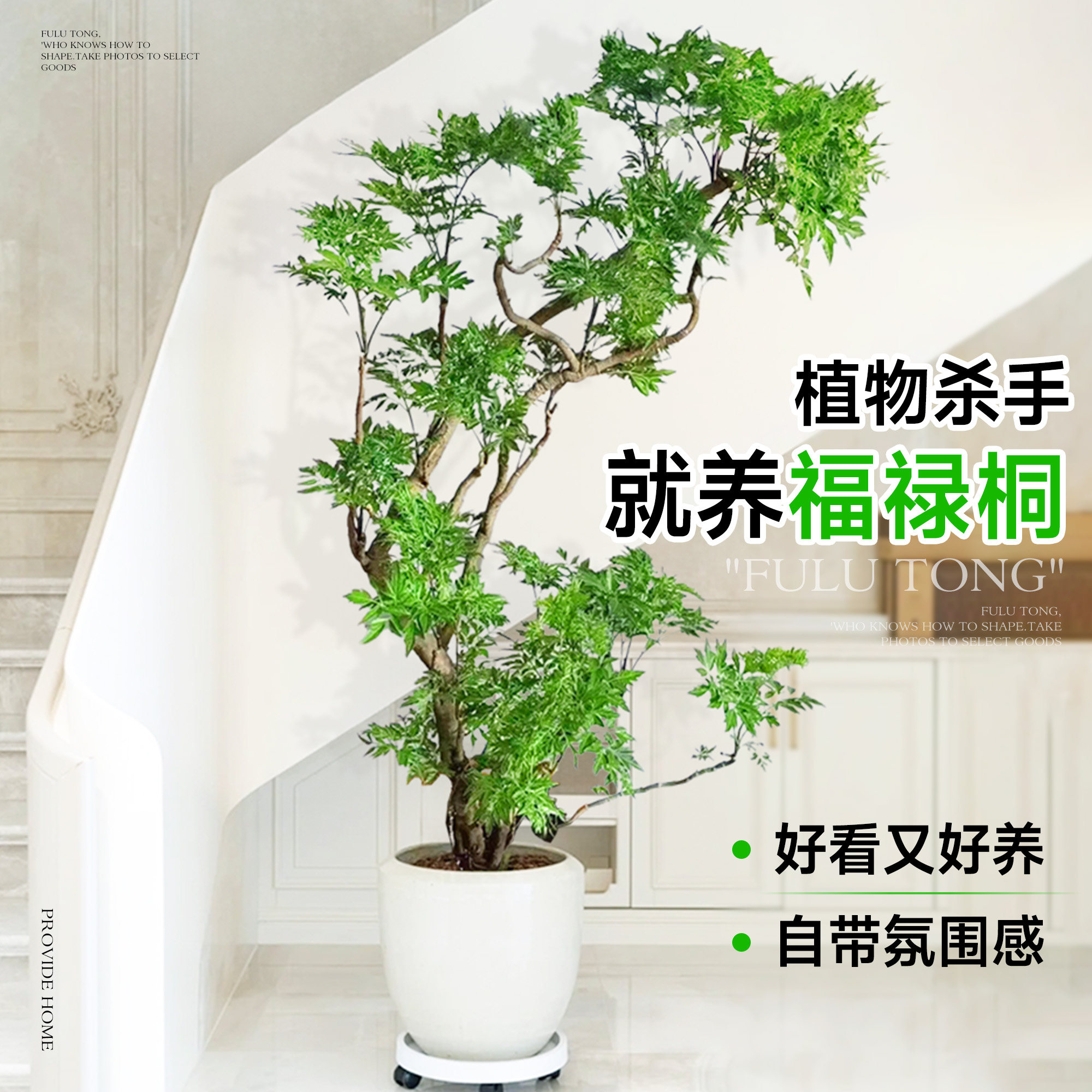 福禄桐盆栽大型绿植室内客厅落地
