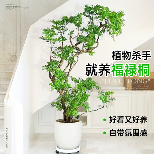 福禄桐盆栽大型绿植室内客厅落地