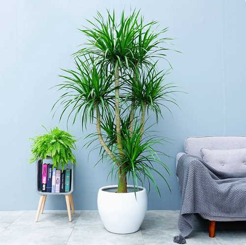 龙血树客厅绿植盆栽真树