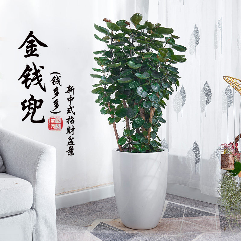 金钱兜大盆栽圆叶钱多多盆景