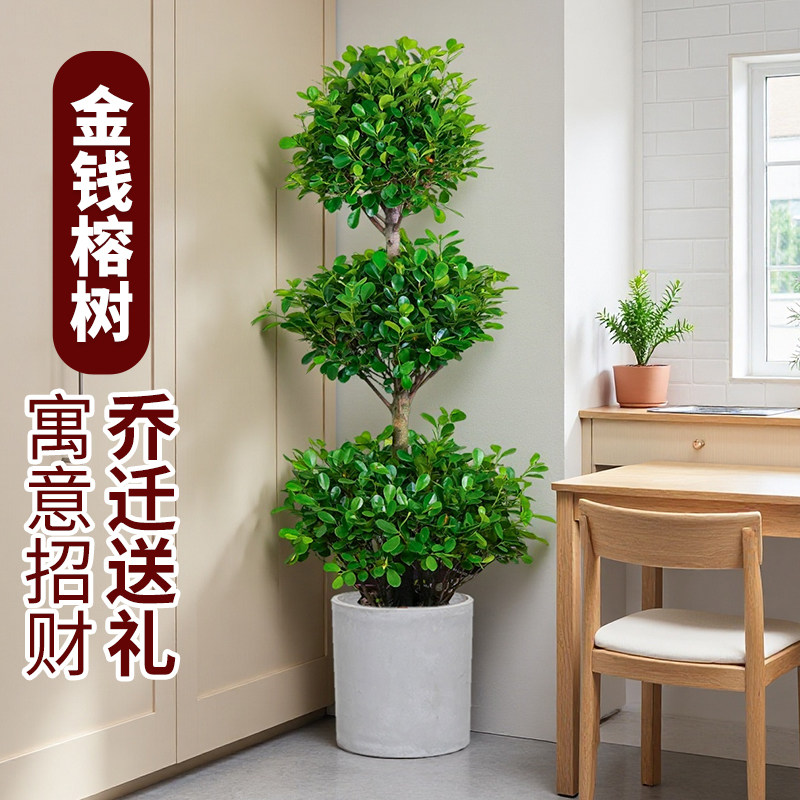 金钱榕盆栽树苗室内大型绿植客厅落地摇钱树植物造型盆景乔迁新居